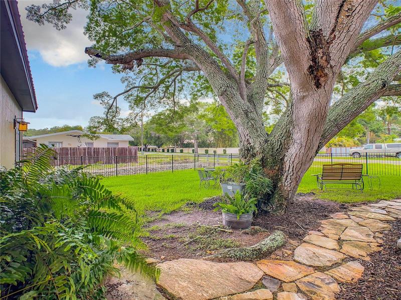 Beautiful tree in backyard allowing for plenty of shade