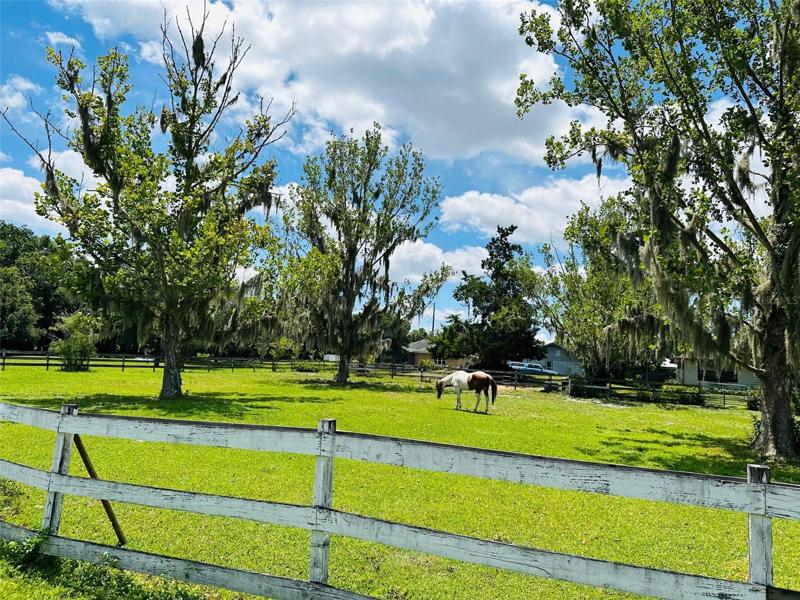 Neighbors Horse