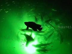 Sea life at night under the boat dock