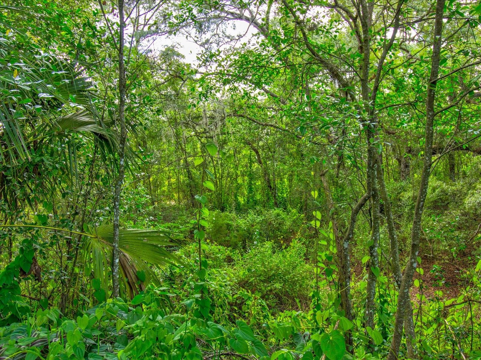 Conservation Land behind the home