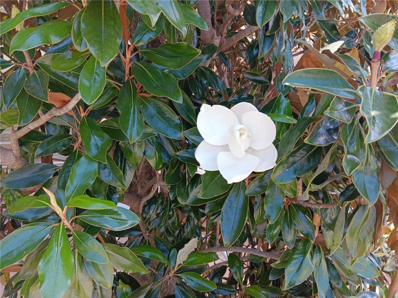 Beauty all around.  This is near the front porch.