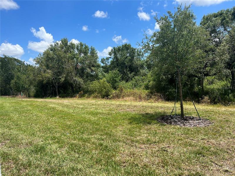 Large backyard area
