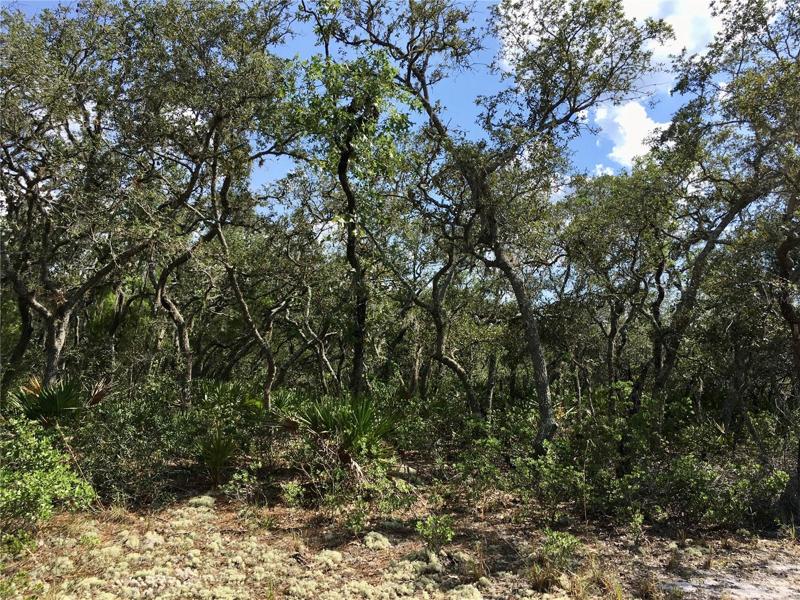 Beautiful Blue Jordan Forest Lot #254