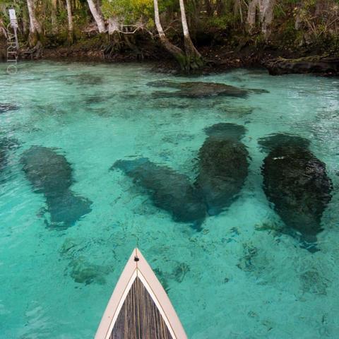 Parts of the Everglades where they visit for the shallow warmer waters