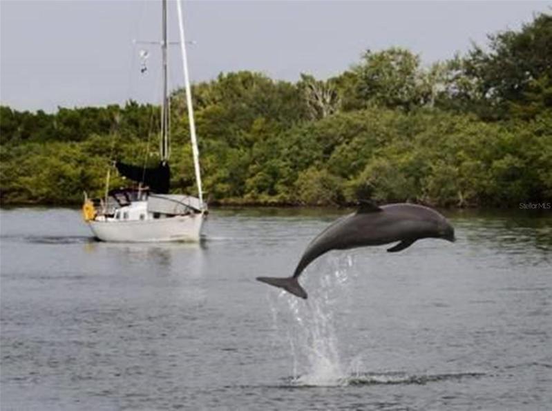 They are out there just waiting to entertain you... very SW Florida!