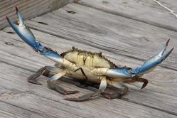 Bring them home and host a huge crab feast by your poolside