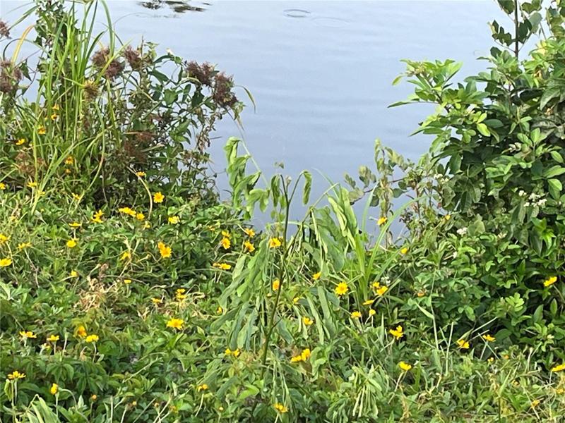 waterfront bird watching