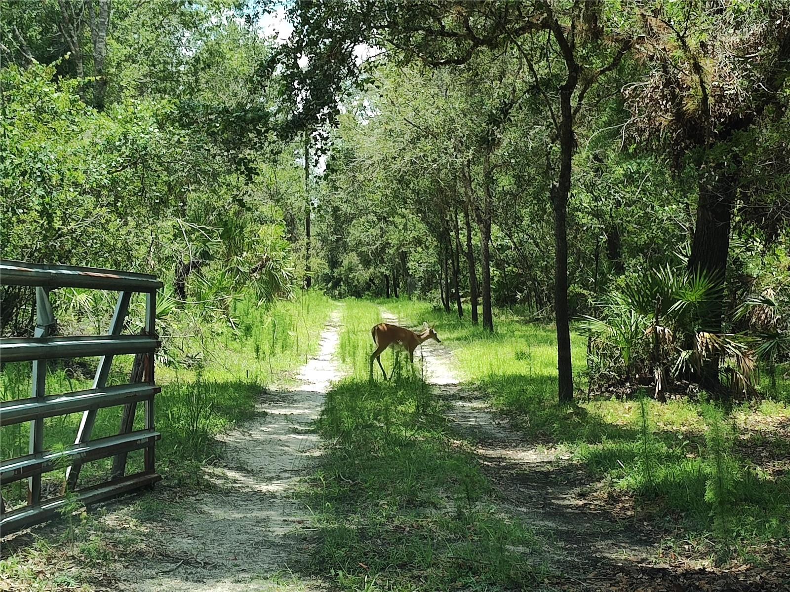 Greeted by a deer upon entering the property