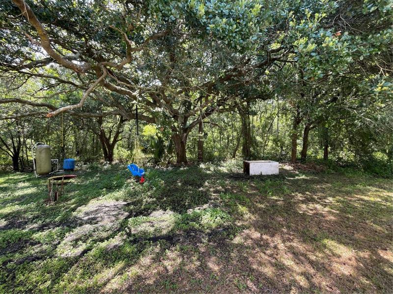 Back yard