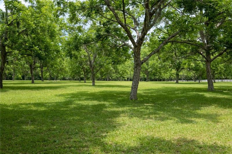 Planted pecan trees throughout