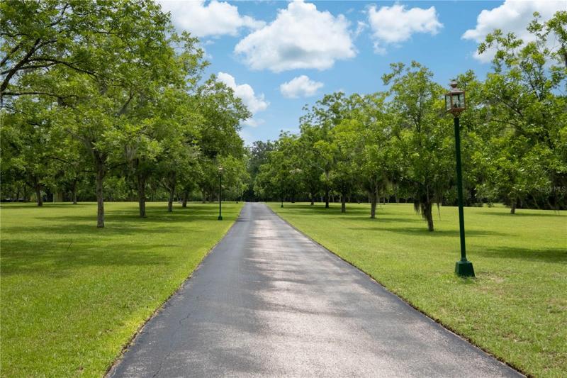 Tree & light lined entry street