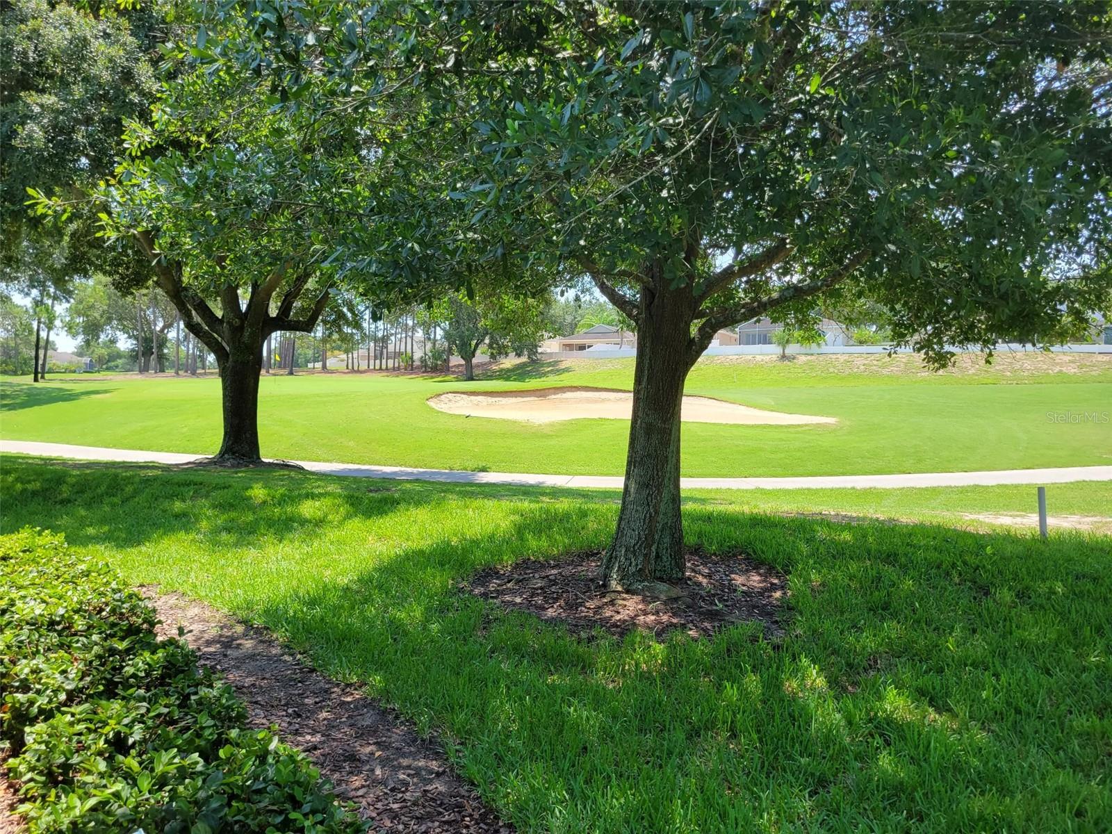 Back yard View