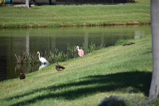 Wildlife pic behind home