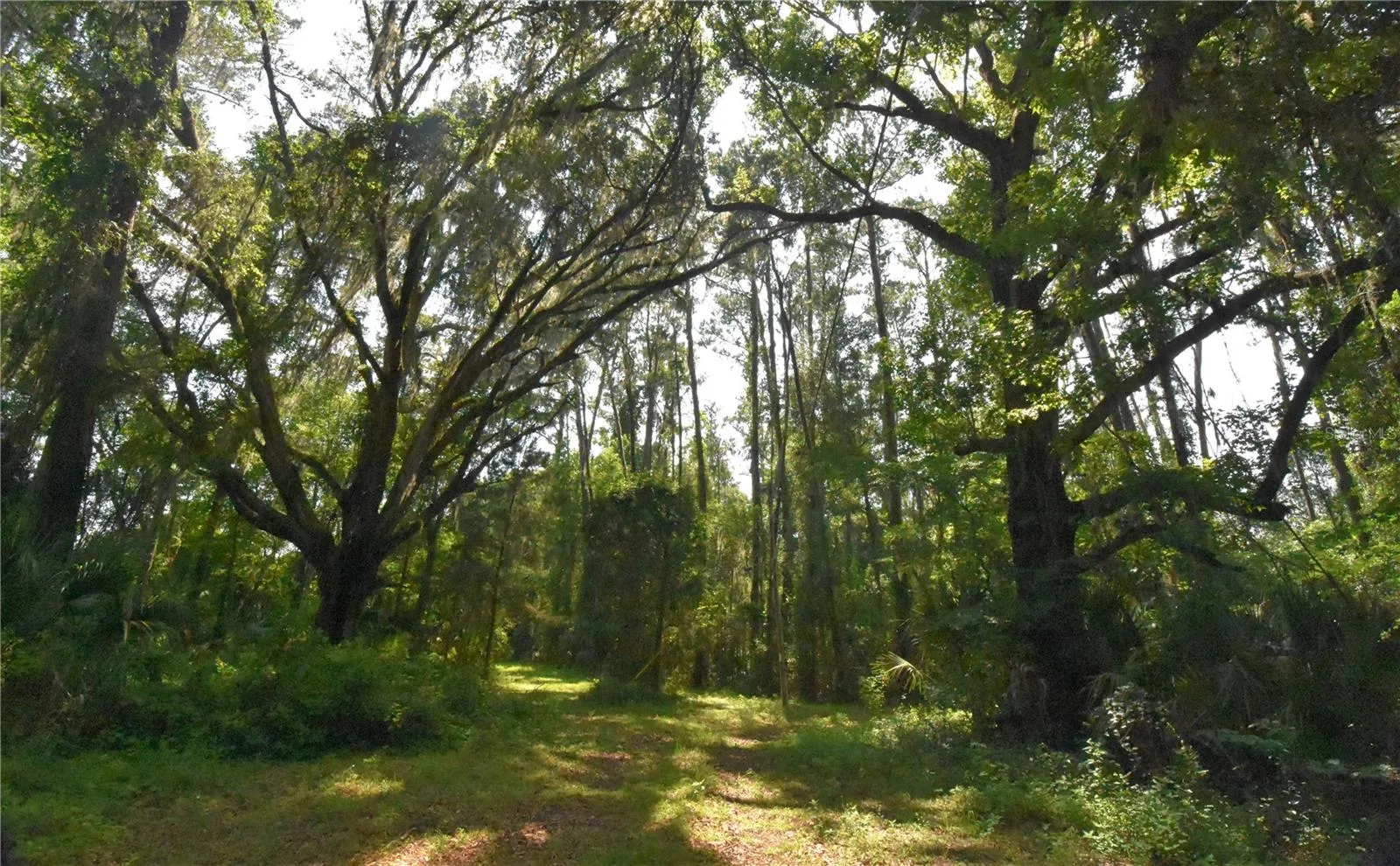Micanopy, Florida 32667, 0 , 0 ,0,Land,For Sale,WILLISTON RD,0,GC514410