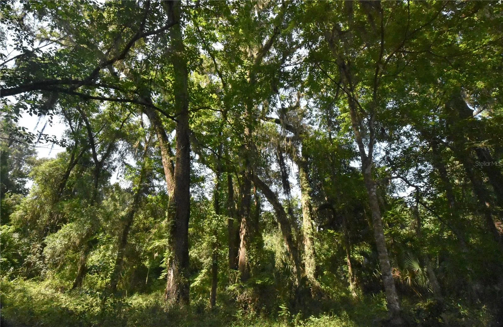 Micanopy, Florida 32667, 0 , 0 ,0,Land,For Sale,WILLISTON RD,0,GC514410