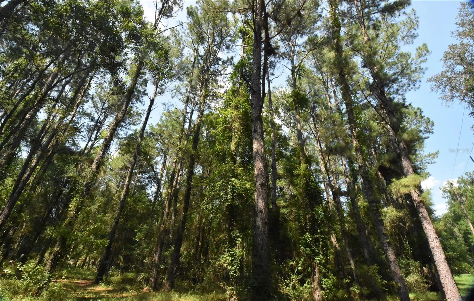 Micanopy, Florida 32667, 0 , 0 ,0,Land,For Sale,WILLISTON RD,0,GC514410