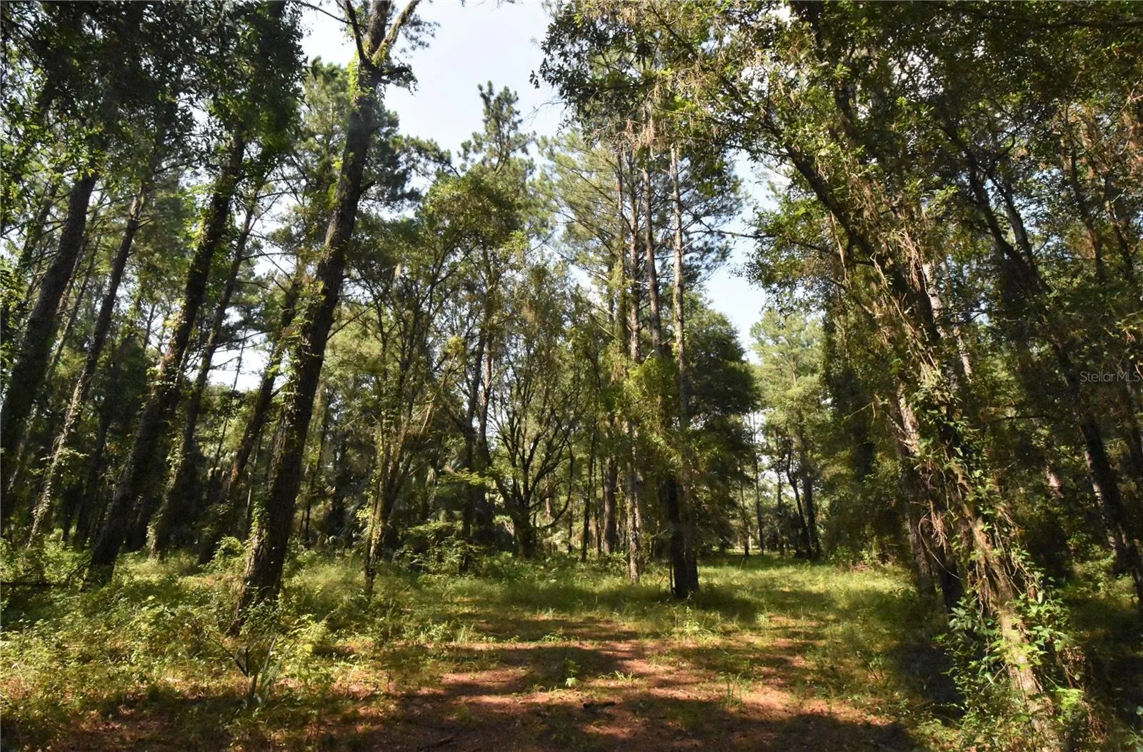 Micanopy, Florida 32667, 0 , 0 ,0,Land,For Sale,WILLISTON RD,0,GC514410