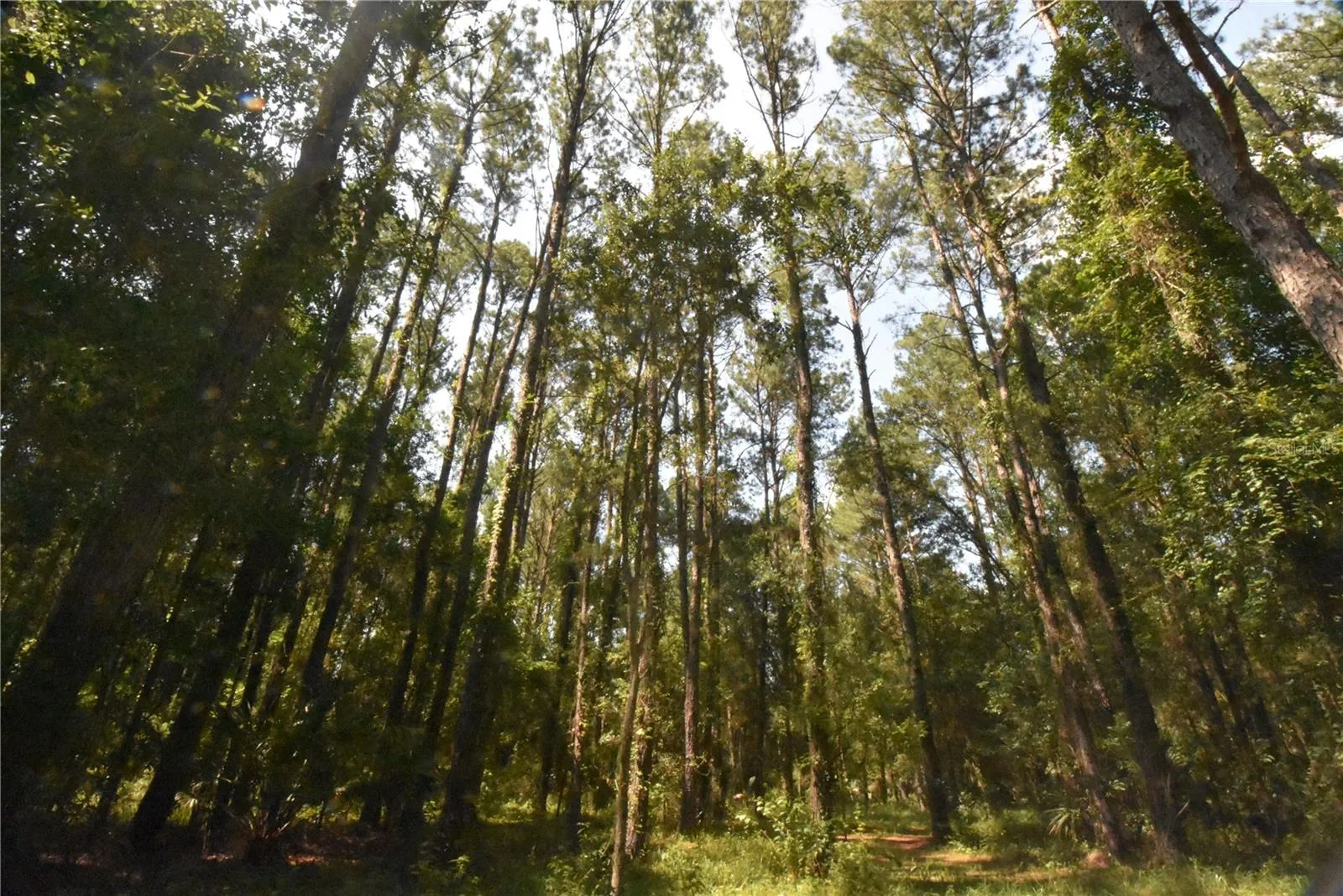 Micanopy, Florida 32667, 0 , 0 ,0,Land,For Sale,WILLISTON RD,0,GC514410