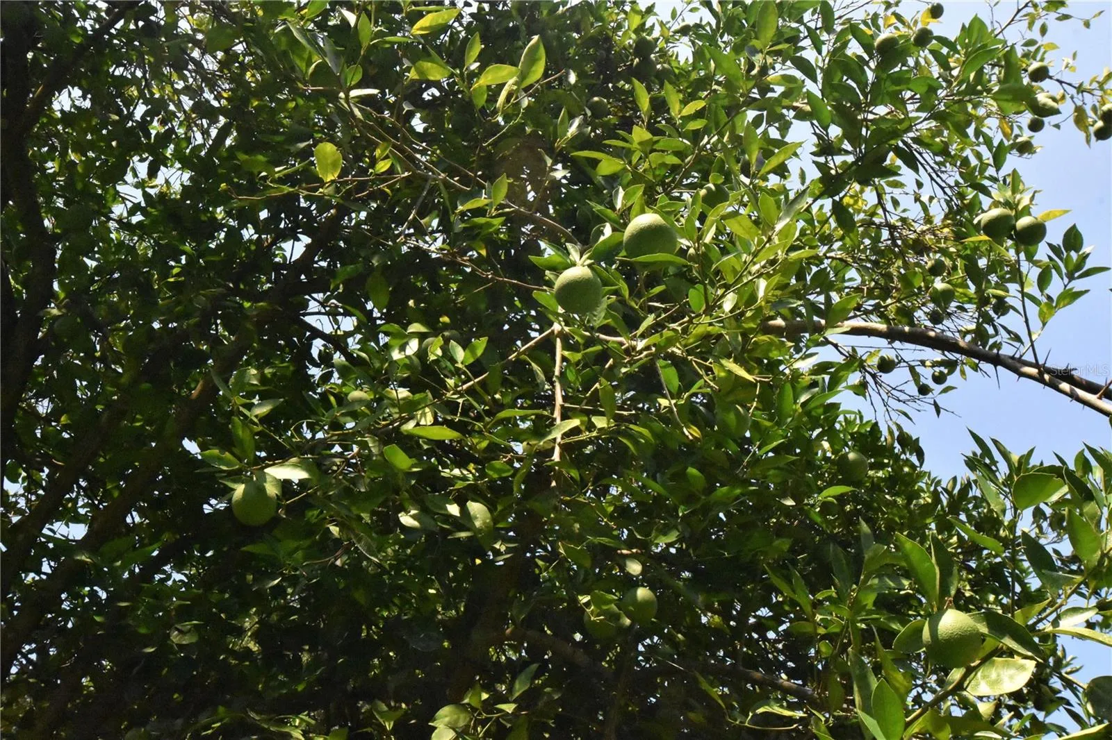 Micanopy, Florida 32667, 0 , 0 ,0,Land,For Sale,WILLISTON RD,0,GC514410