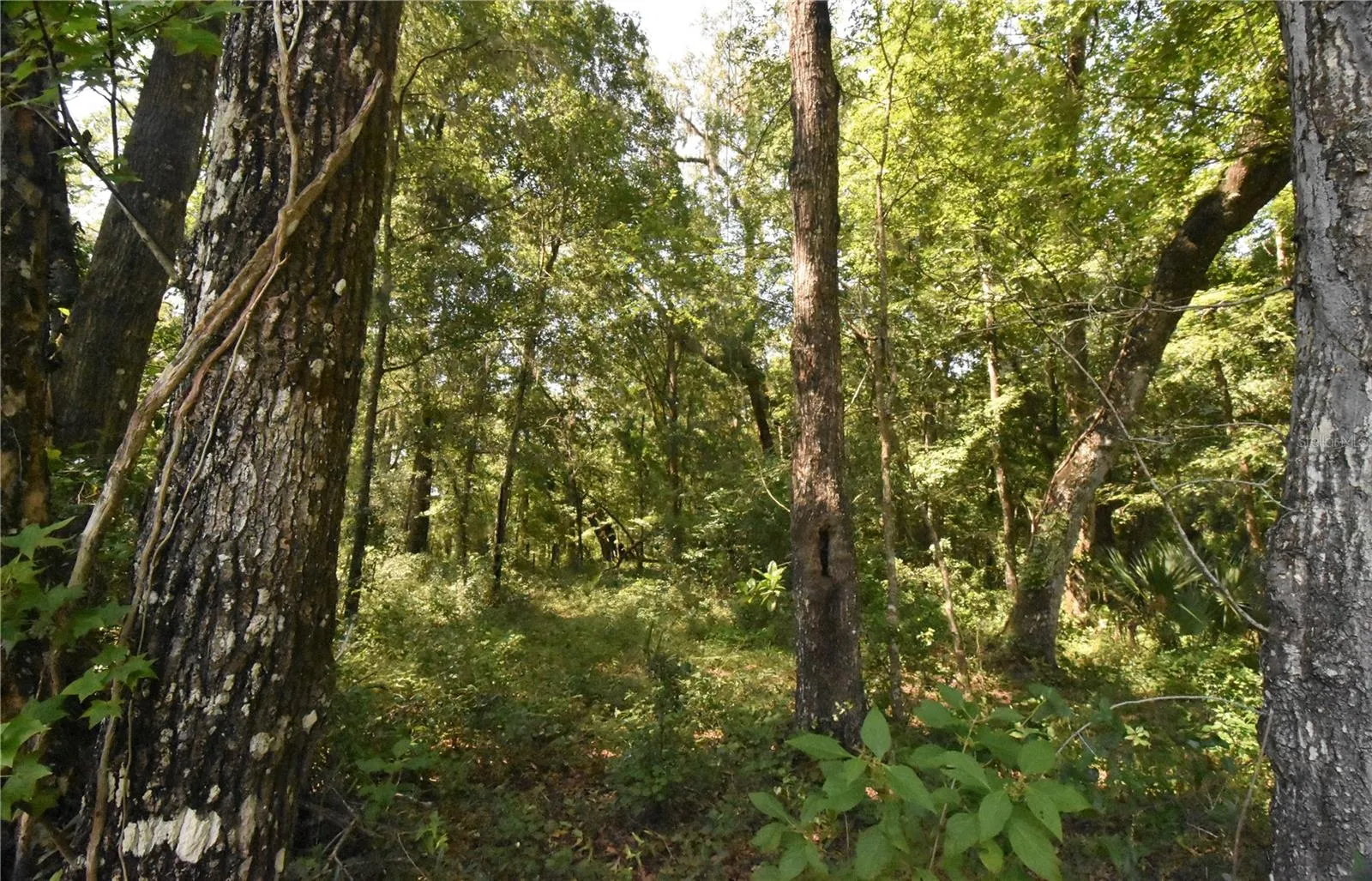 Micanopy, Florida 32667, 0 , 0 ,0,Land,For Sale,WILLISTON RD,0,GC514410