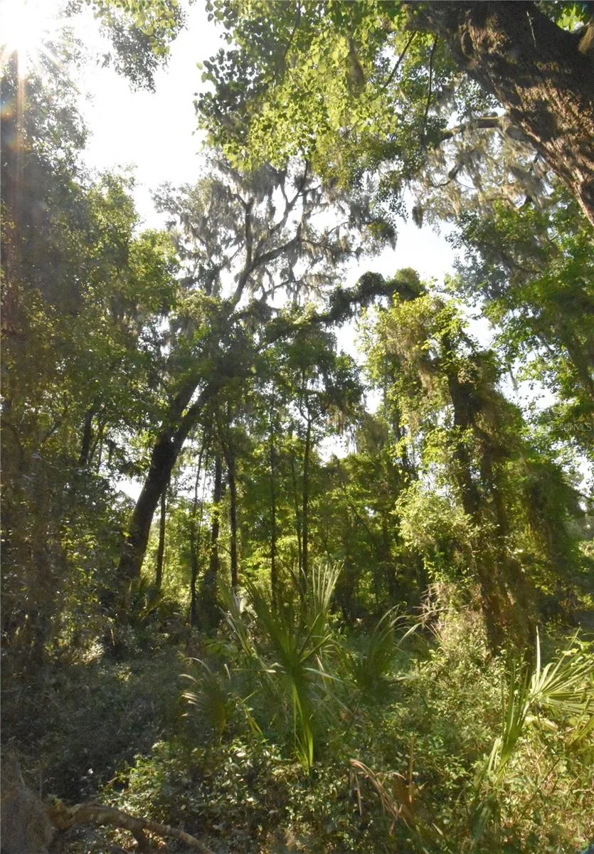 Micanopy, Florida 32667, 0 , 0 ,0,Land,For Sale,WILLISTON RD,0,GC514410