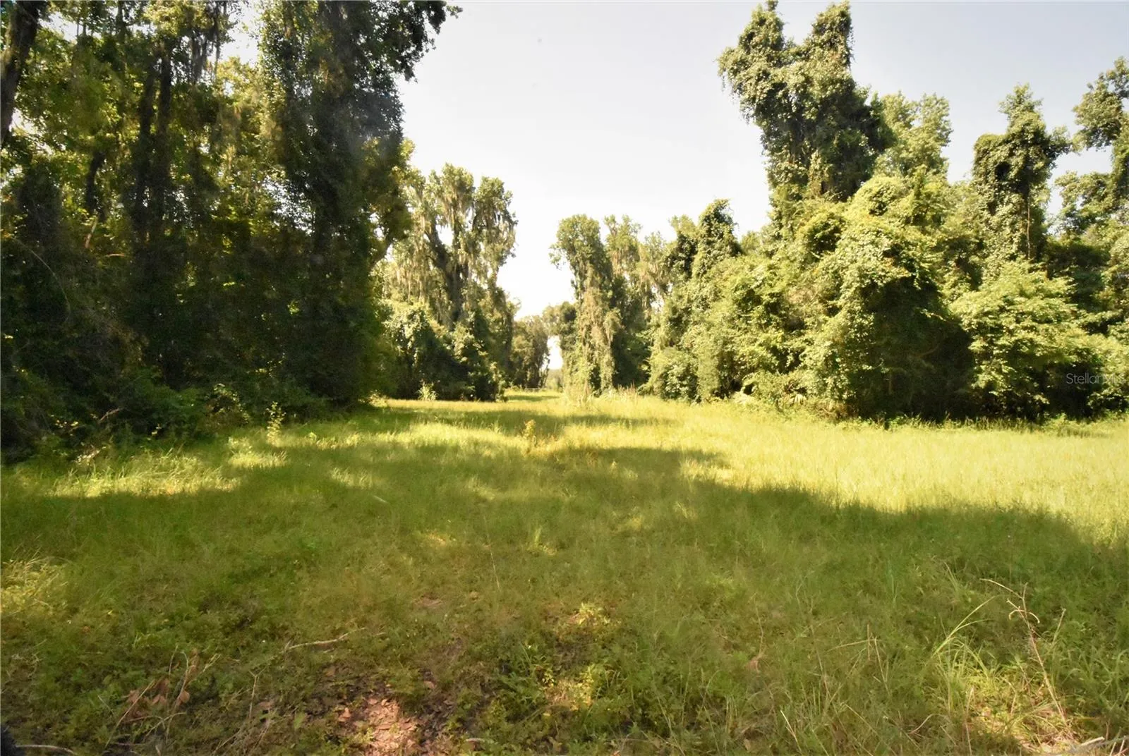 Micanopy, Florida 32667, 0 , 0 ,0,Land,For Sale,WILLISTON RD,0,GC514410