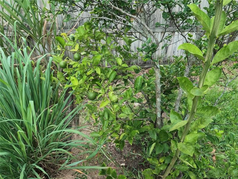 Fruit Tree