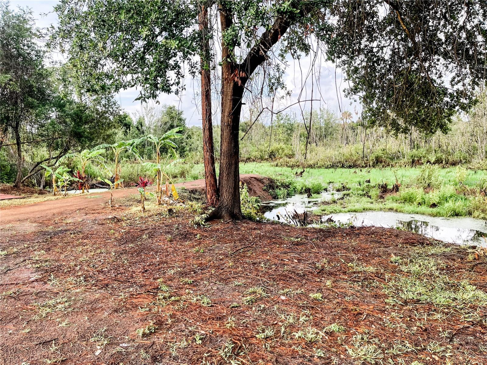 Pond Views