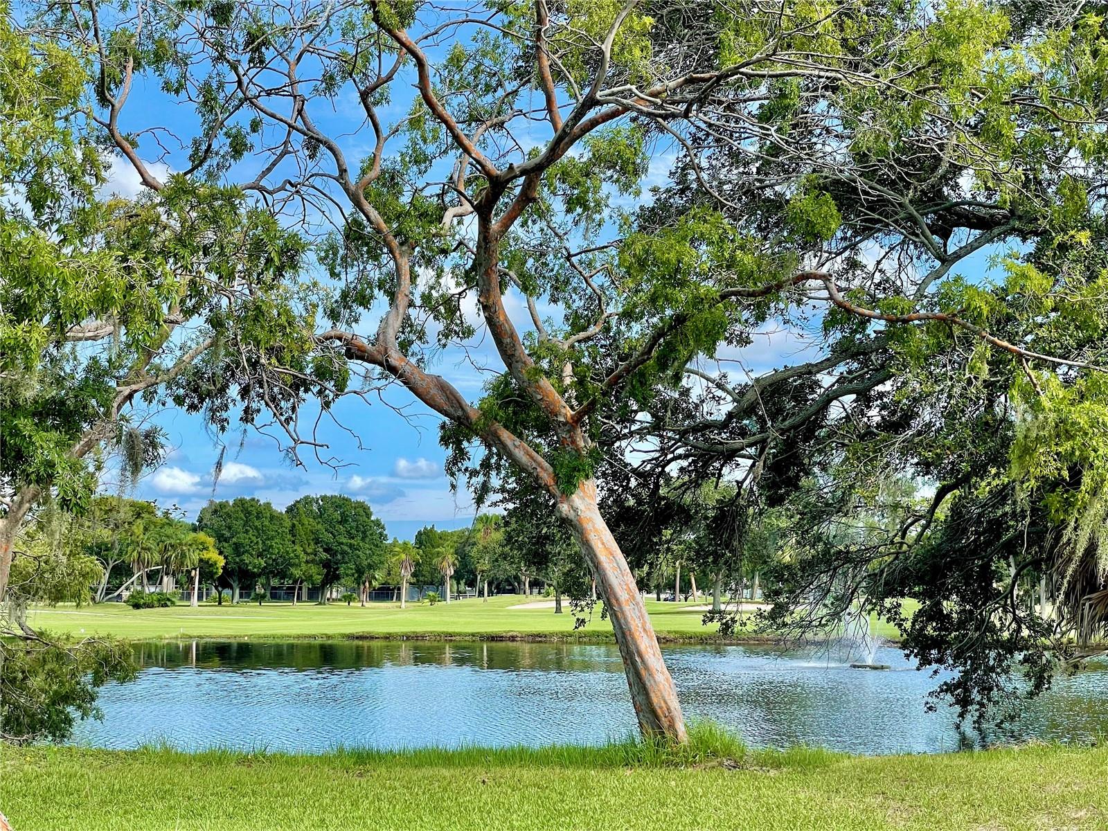 Many varieties of native Florida birds  call Cove Cay home