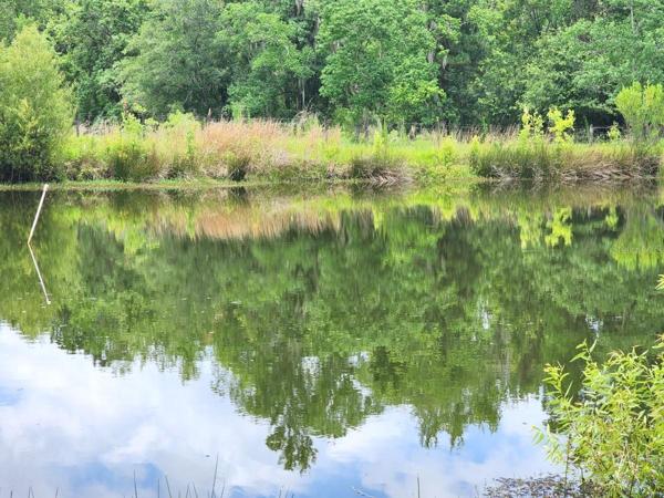 Pond