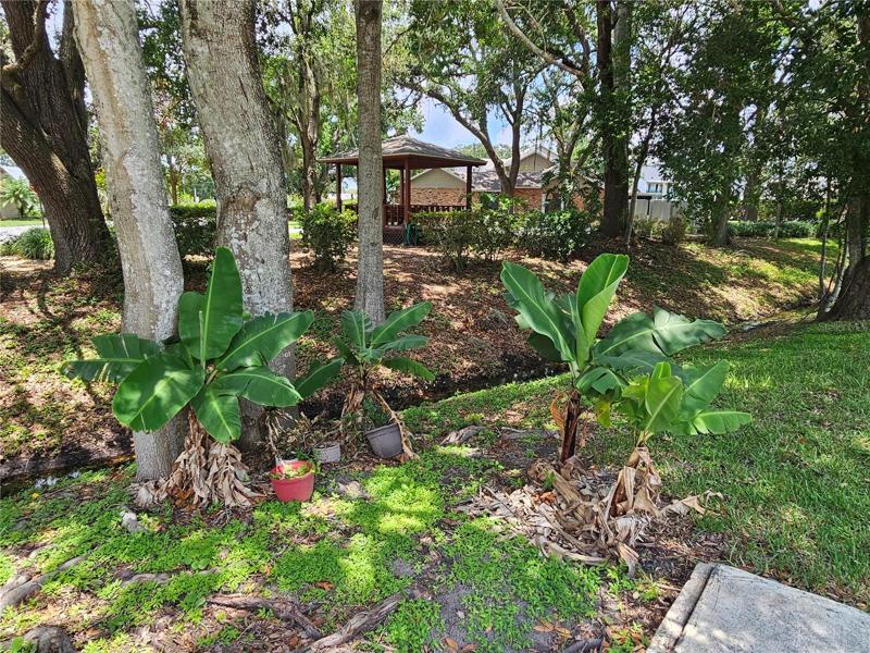 Green Banana Trees