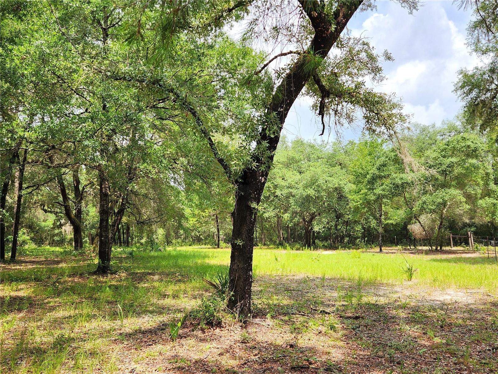 Back Pasture