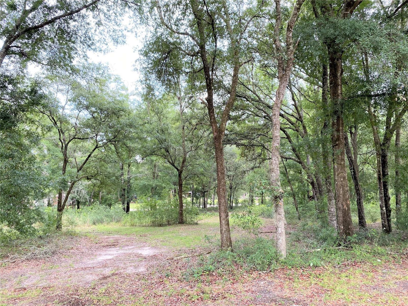 Woods in front, by the road