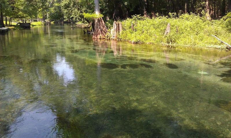 Ichectucknee River