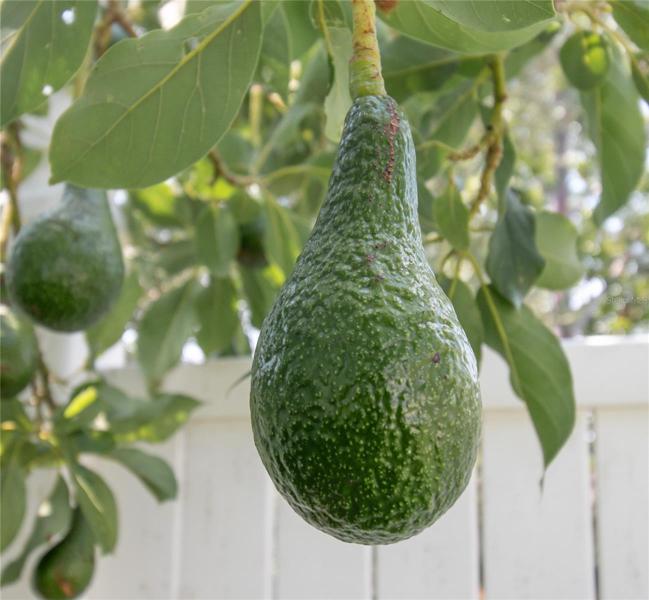 Avocado Tree
