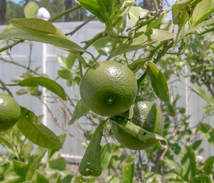 Key Limes