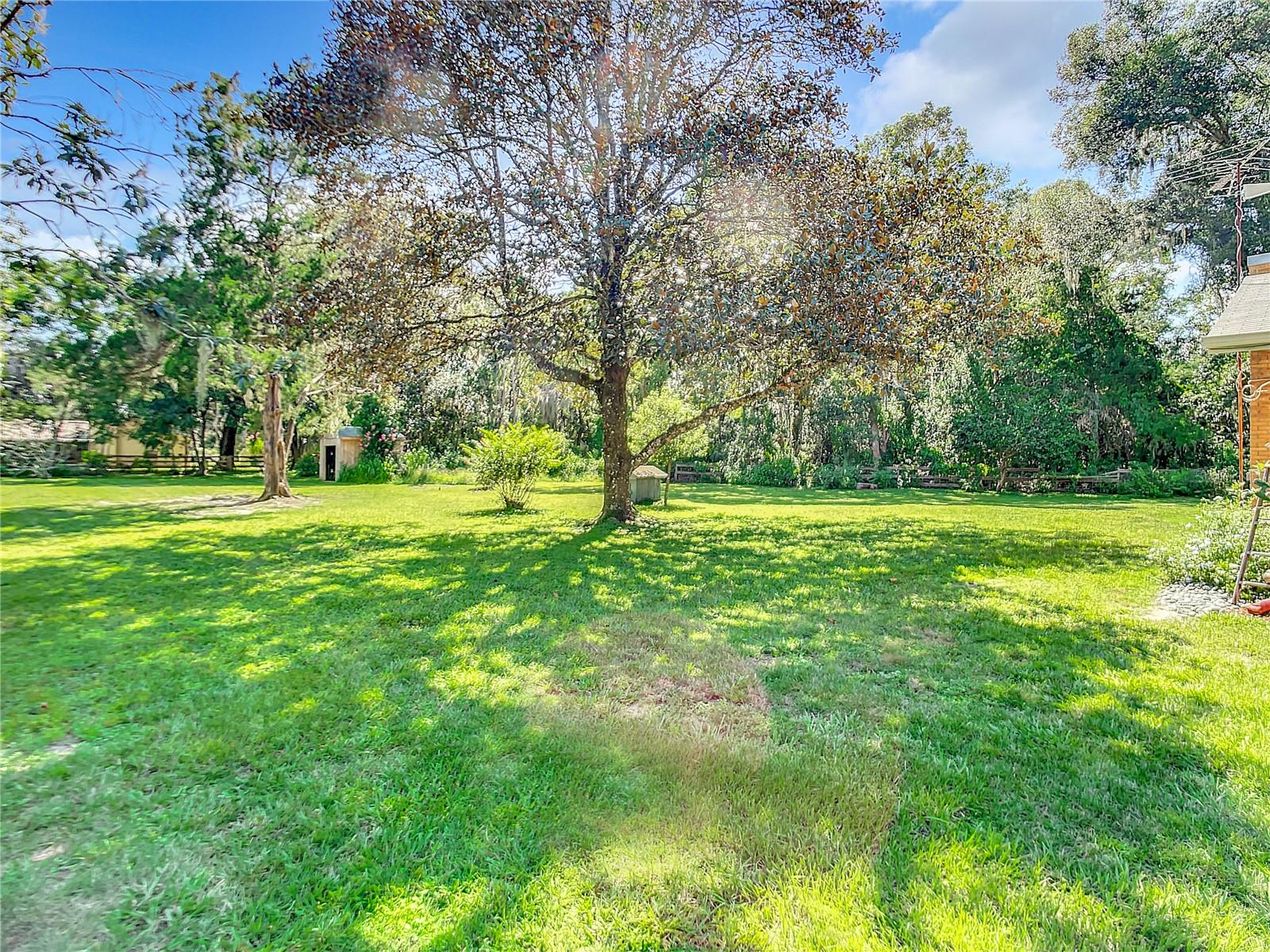 Back yard with fruit trees