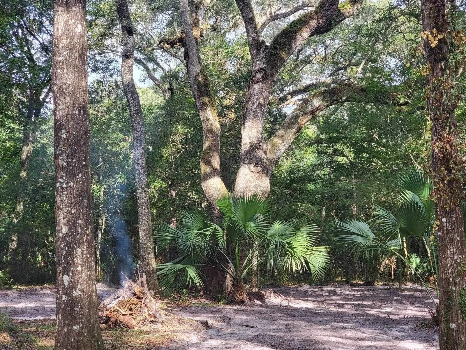 496 NE 558th Street, Old Town, Florida 32680, 3 Bedrooms Bedrooms, ,3 BathroomsBathrooms,Residential,For Sale,558TH,W7856165