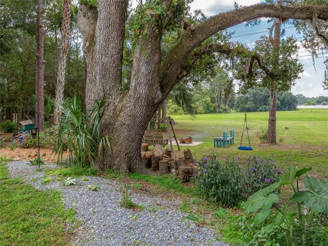 very old oak trees