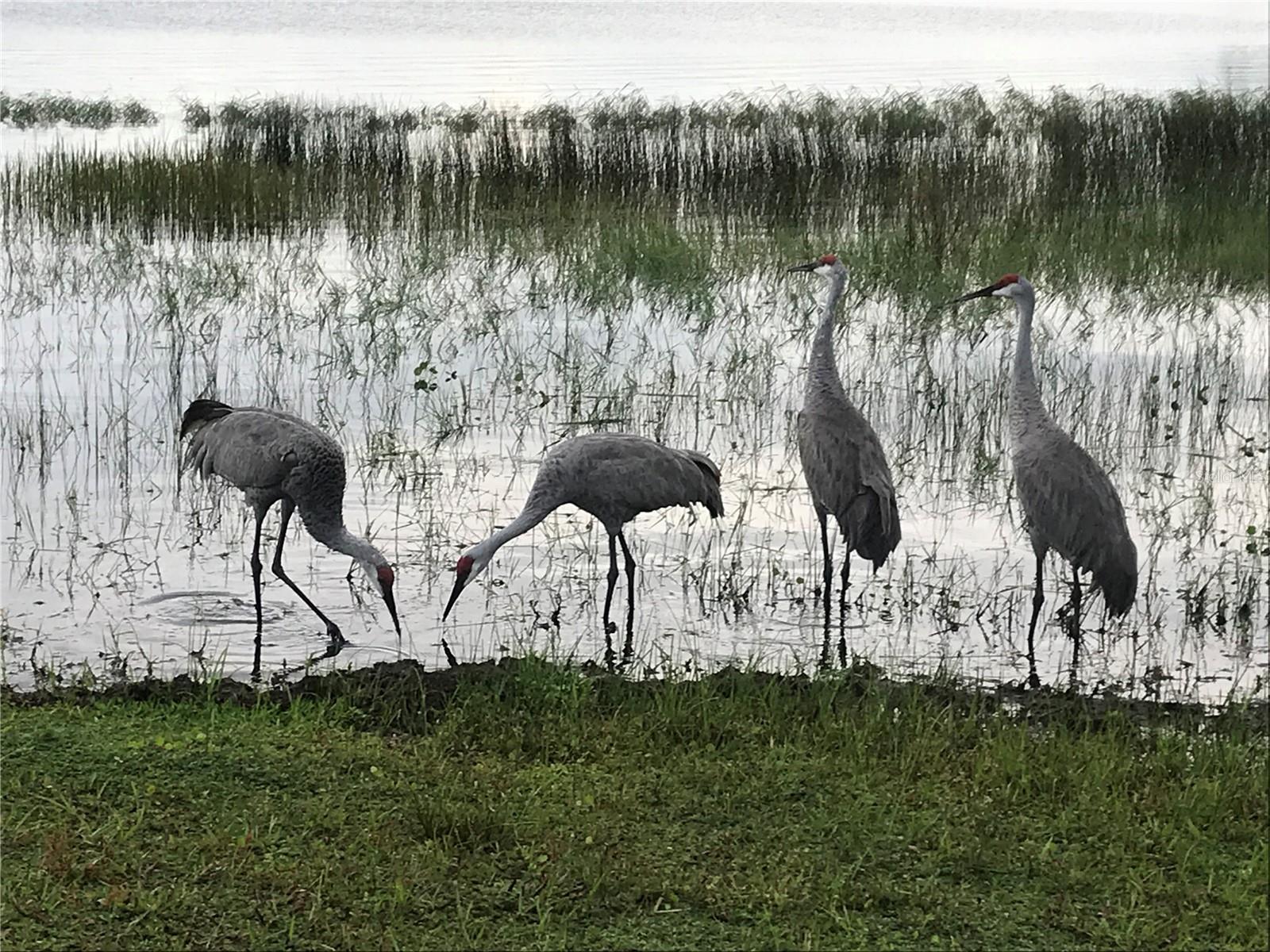 Sandhills always enjoy being close to the water.