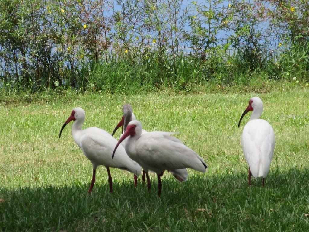 Ibis love being close to the water too.