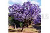 Example of what tree in front yard will look like when in bloom.