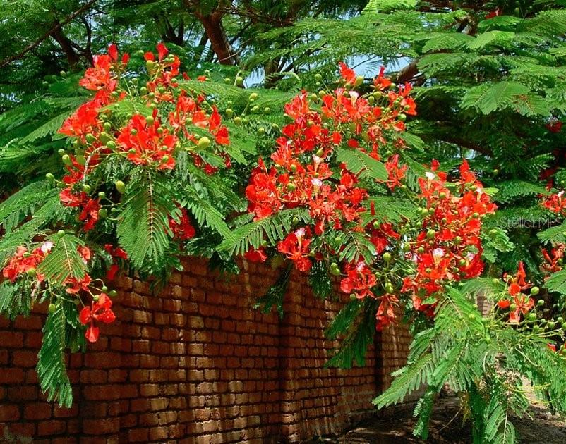 Example of what plants in backyard will look like when in bloom.