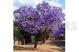 Example of what tree in front yard will look like when in bloom.