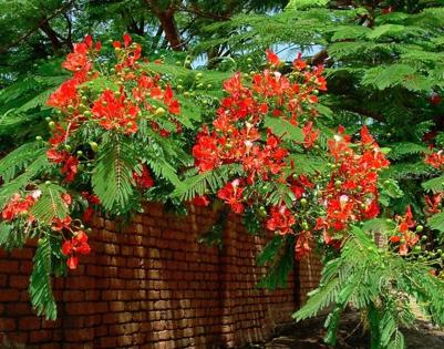 Example of what plants in backyard will look like when in bloom.