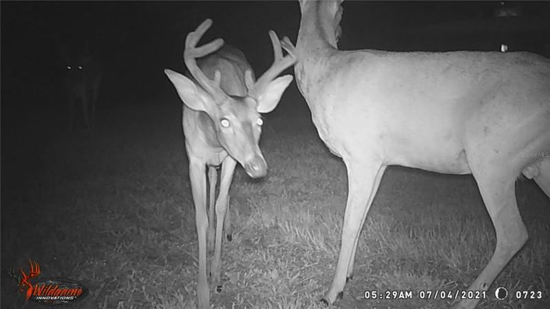 Night Visitors.