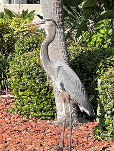 WILDLIFE!