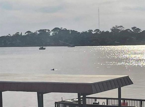 DOLPHINS!