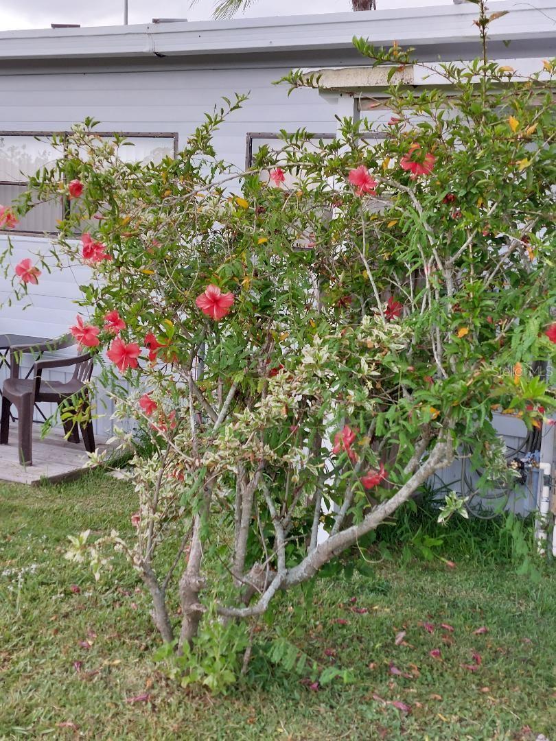 hibiscus