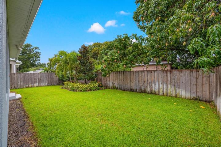 Back yard